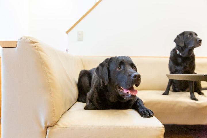 With Dogs Hotel Forest Hills Nasu