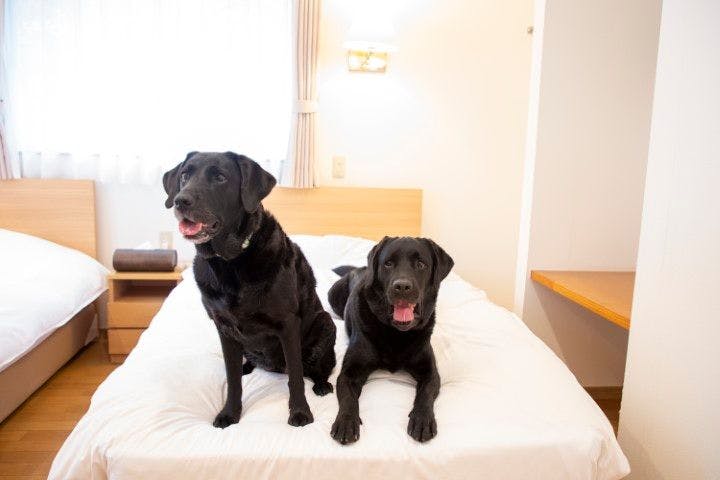 With Dogs Hotel Forest Hills Nasu