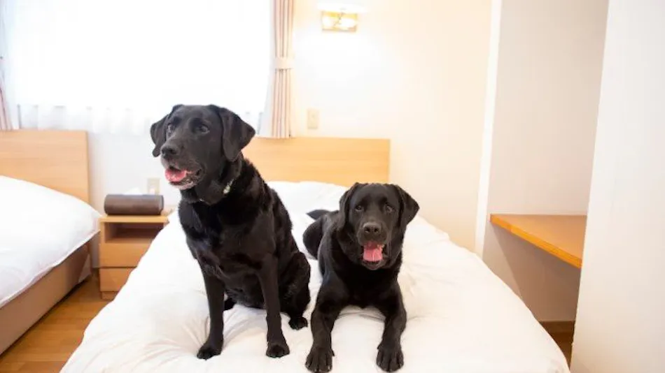 With Dogs Hotel Forest Hills Nasu