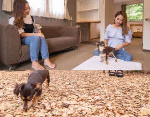 【スイート・ヴィラ】