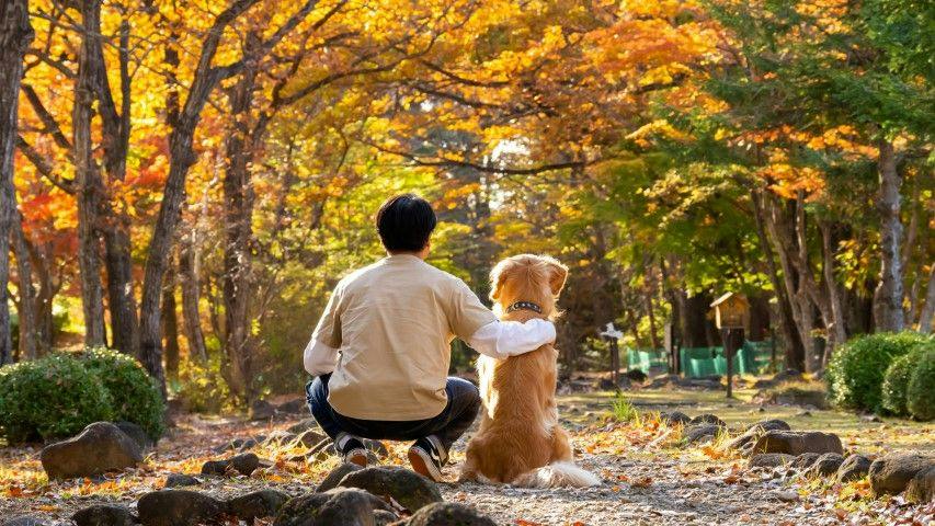 With Dogs Hotel Forest Hills Nasu
