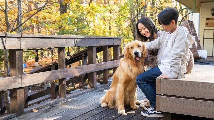 With Dogs Hotel Forest Hills Nasu