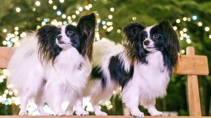 With Dogs Hotel Forest Hills Nasu