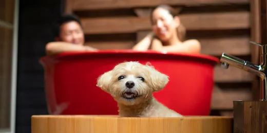 With Dogs Hotel Forest Hills Nasu