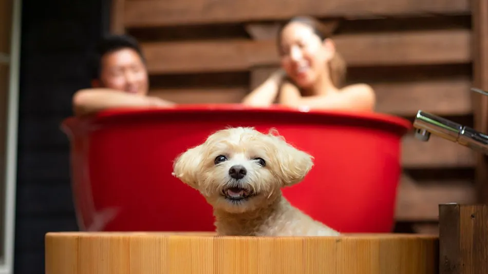 With Dogs Hotel Forest Hills Nasu