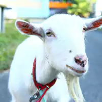 我是山羊媽媽。