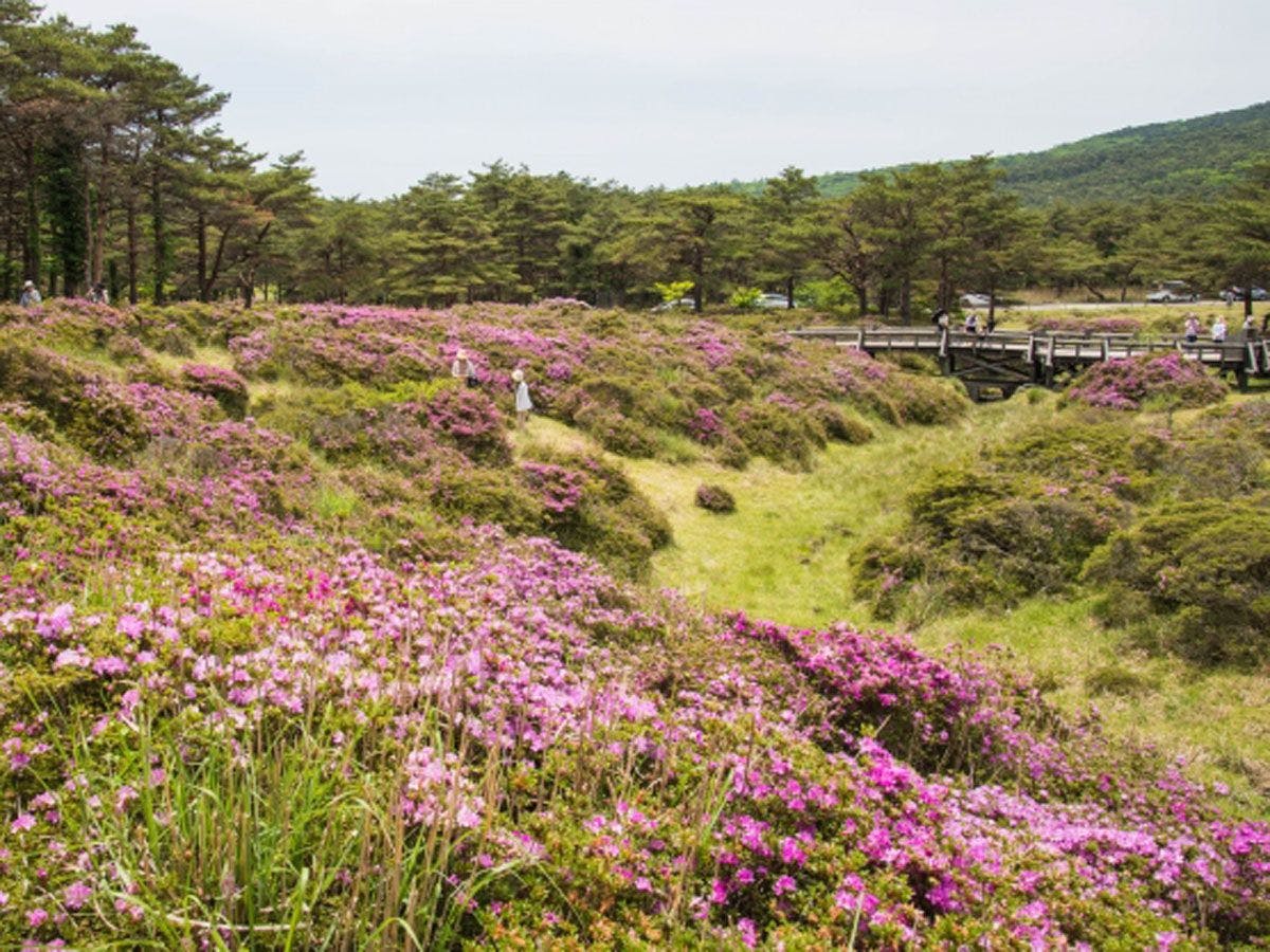 ที่ราบสูงคิริชิมะและมิยามะคิริชิมะ