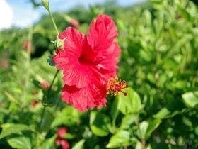 ＰＡＩ　ＢＡＳＥ　ＲＥＳＯＲＴ　＜宮古島＞