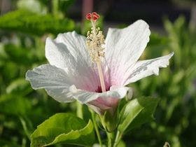 ＰＡＩ　ＢＡＳＥ　ＲＥＳＯＲＴ　＜宮古島＞