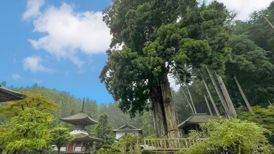 Kongosanmaiin