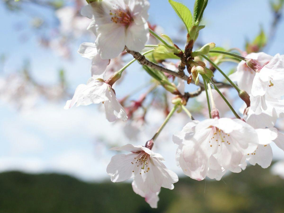 Hotto Hirayama