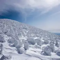 ต้นน้ำแข็ง