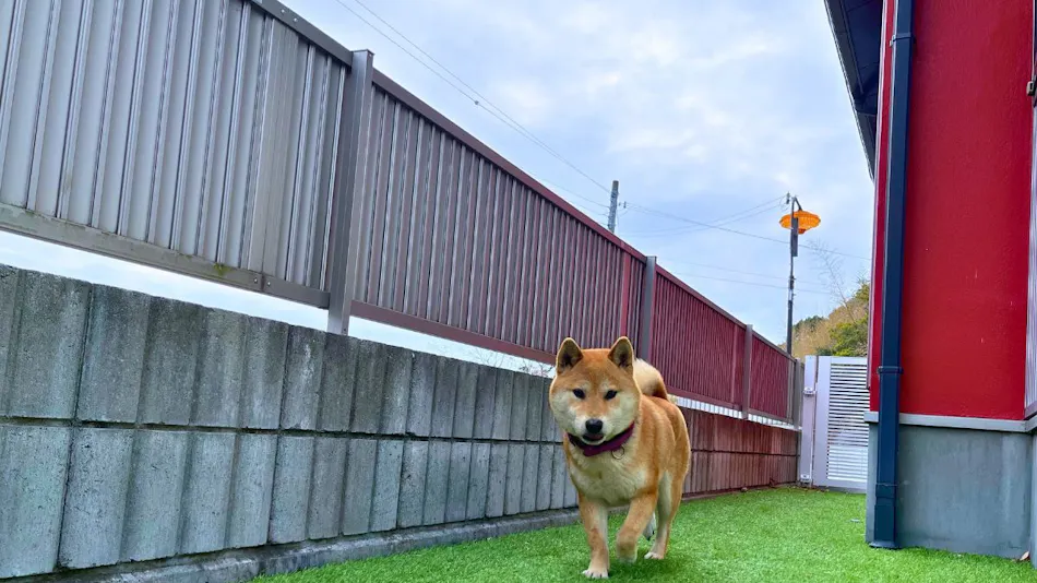 Tiz wan Nakata Awaji
