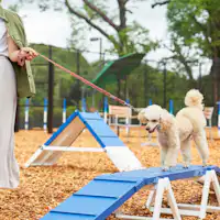 寬敞的狗狗跑道供您盡情享受