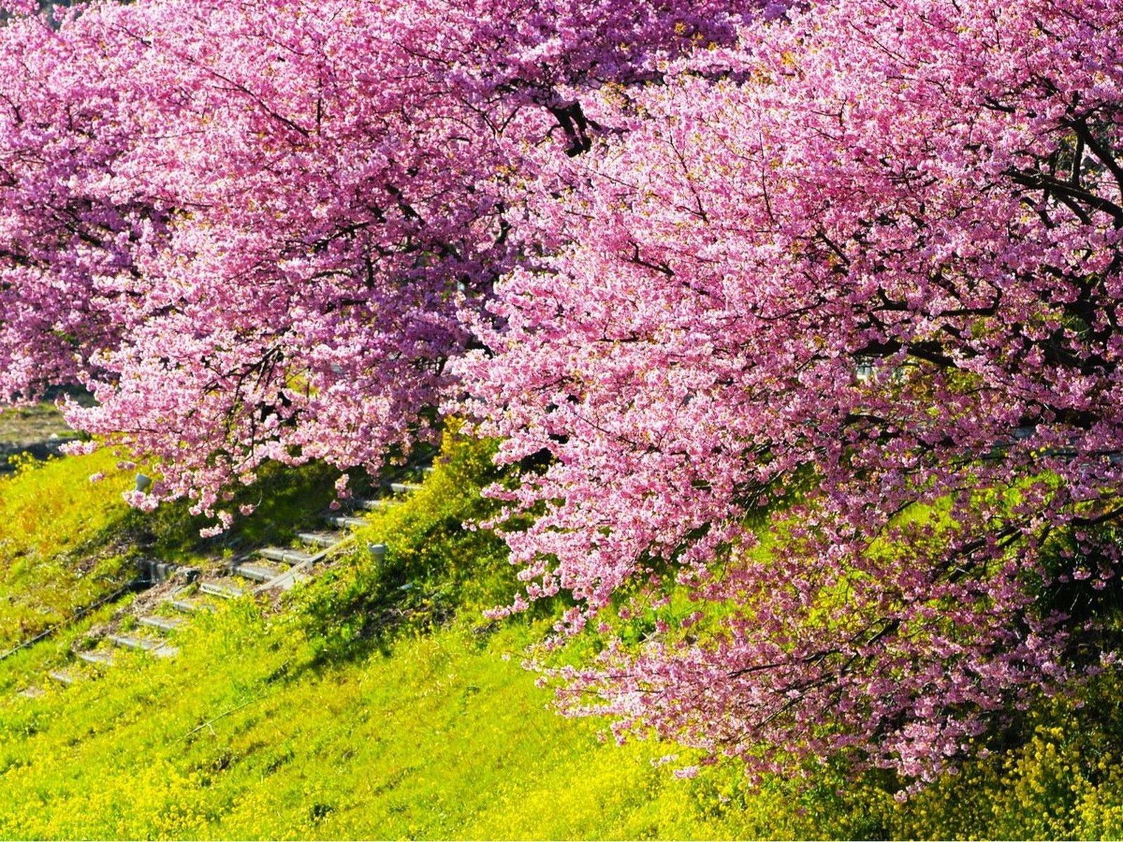 【南伊豆櫻花與油菜花祭】南伊豆名物