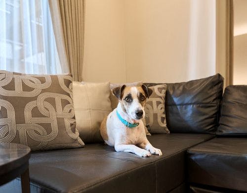 愛犬と旅する幸せ?