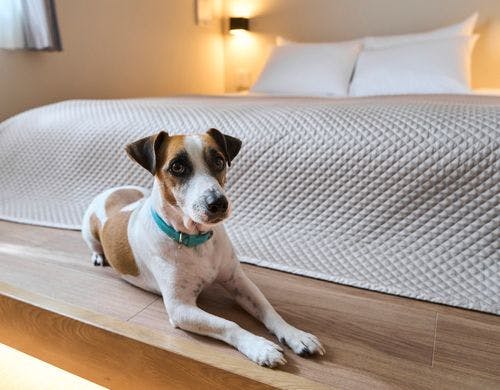 ペット同伴可能です