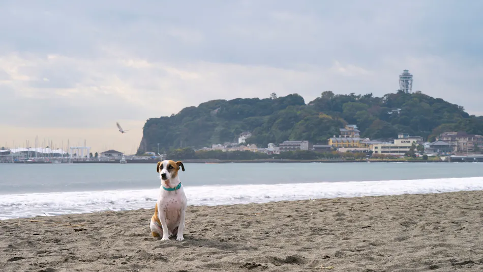R.KAMAKURA