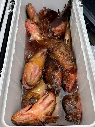 ผลการตกปลา