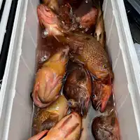 ผลการตกปลา