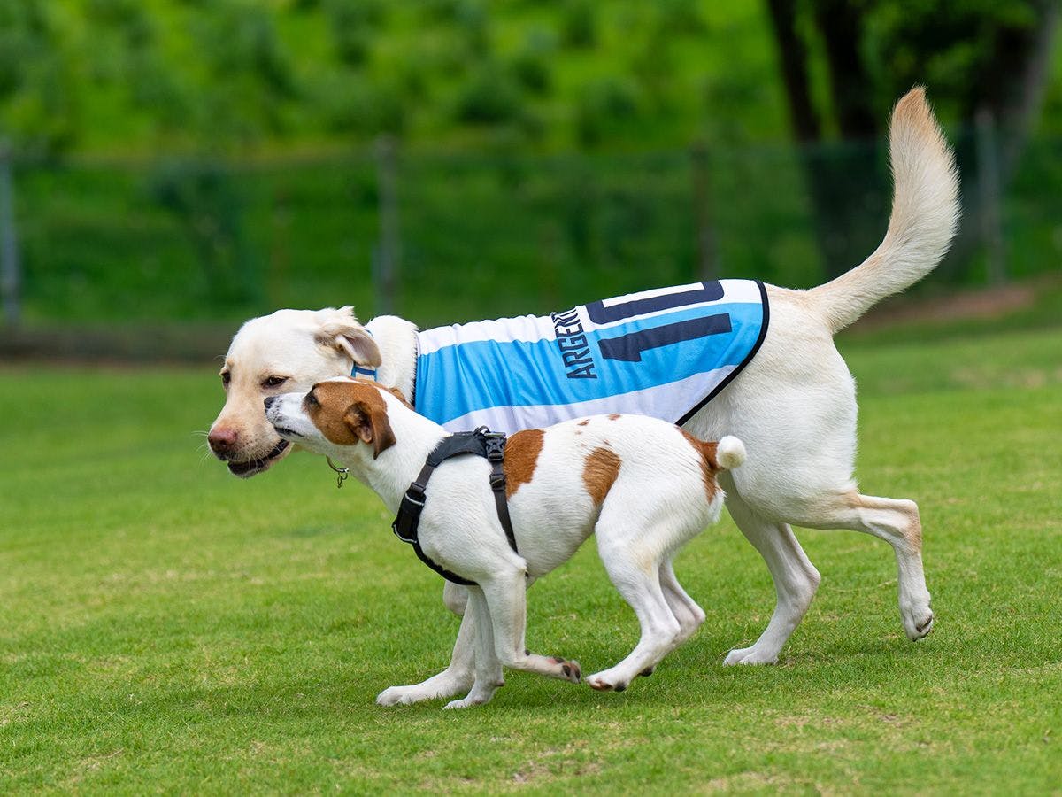 58 Rustic Camp