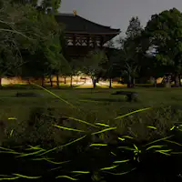 หิ่งห้อยที่วัดโทไดจิ (ภาพประกอบ)