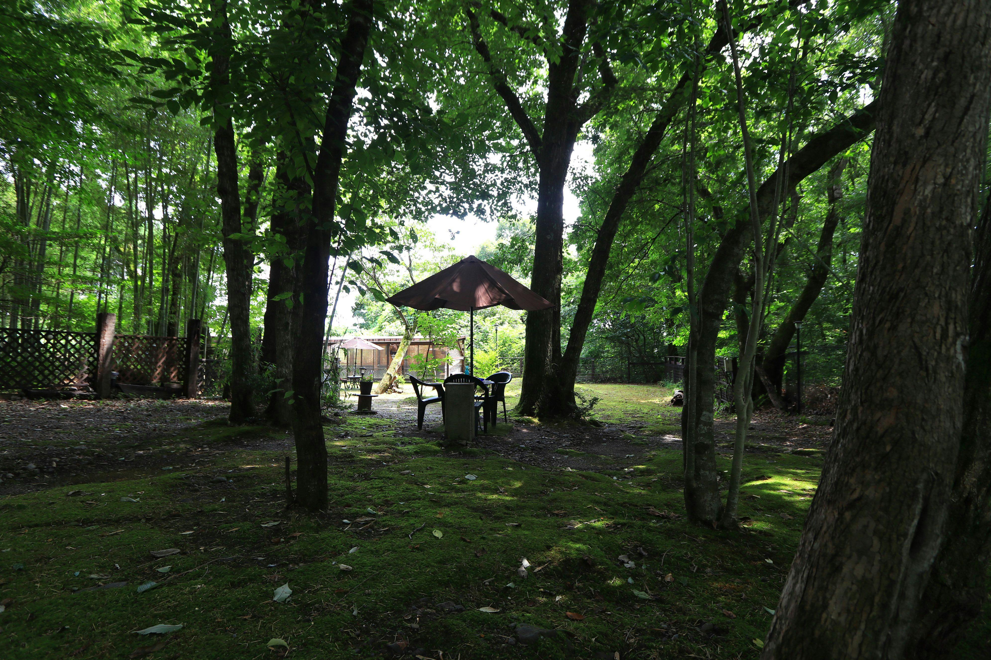 Forest Hideaway Inn Sheep