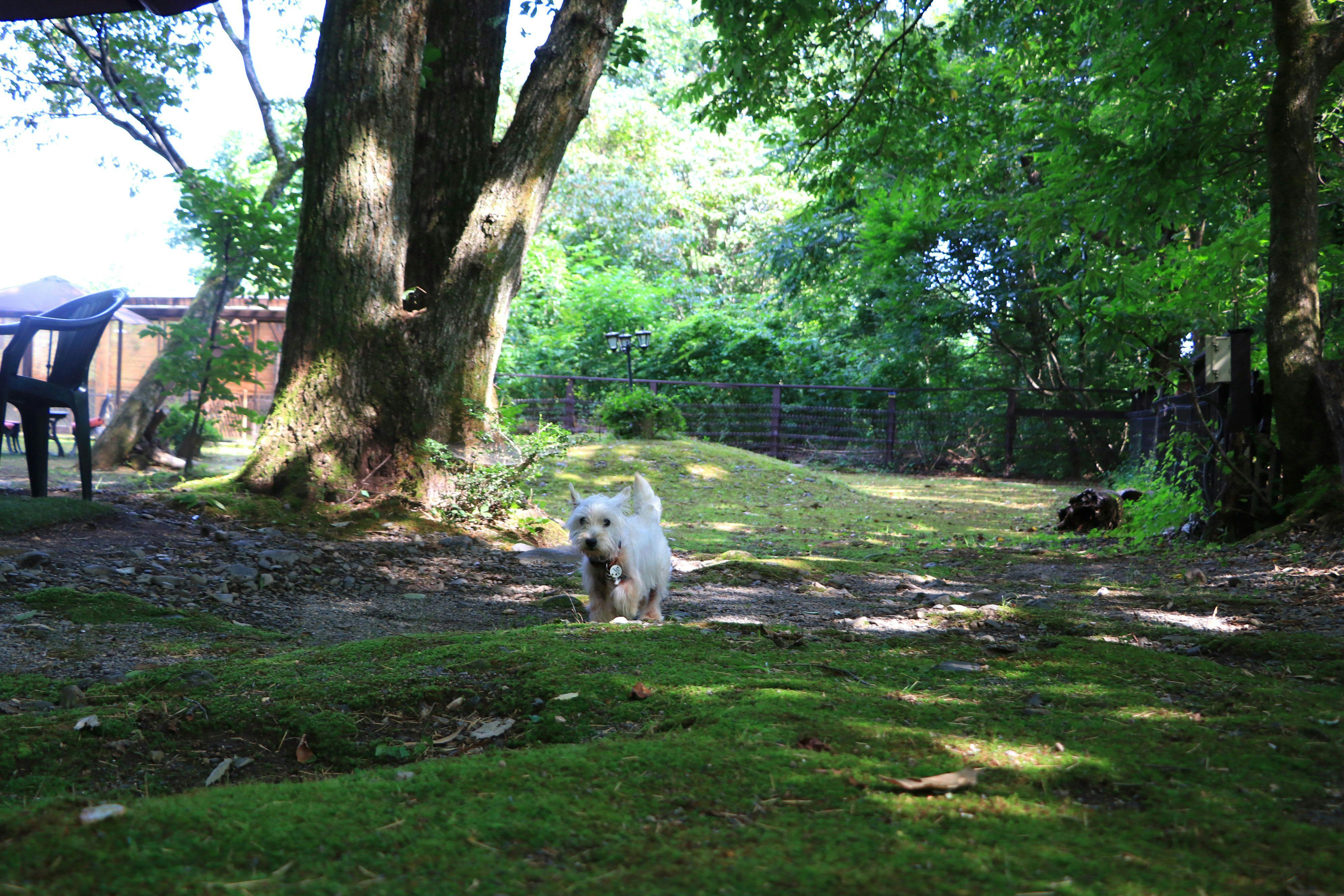 Forest Hideaway Inn Sheep