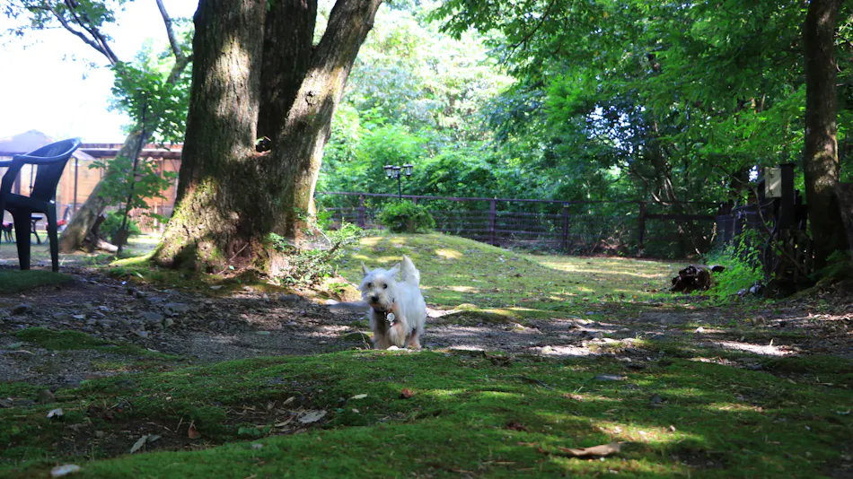 Forest Hideaway Inn Sheep