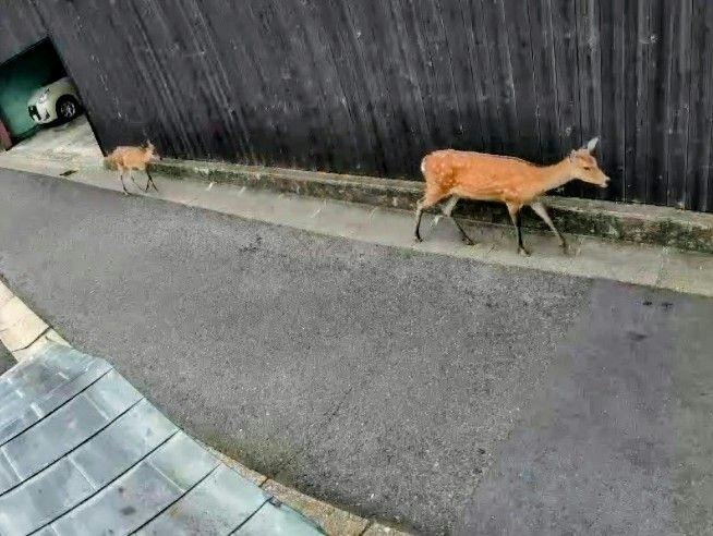 从住宿前经过的鹿母子