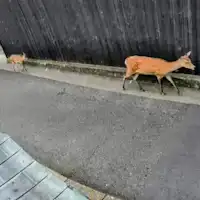 从住宿前经过的鹿母子