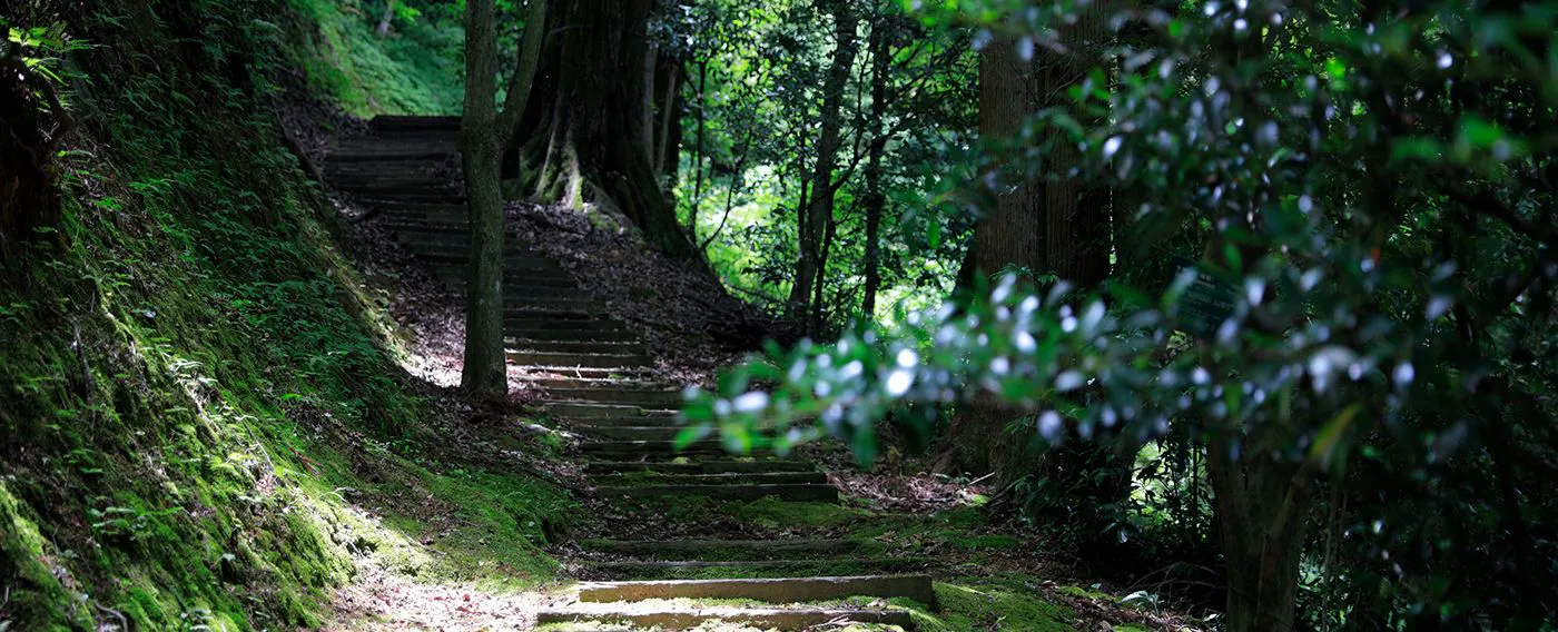 野鳥の森・探鳥路