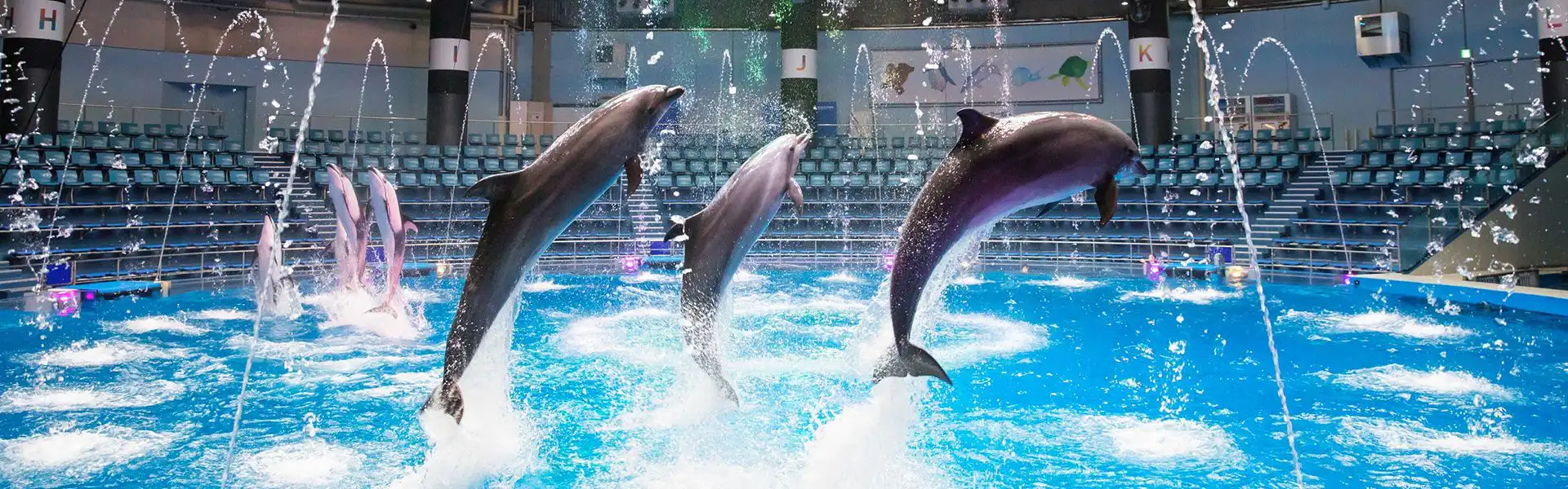 ドルフィンパフォーマンス