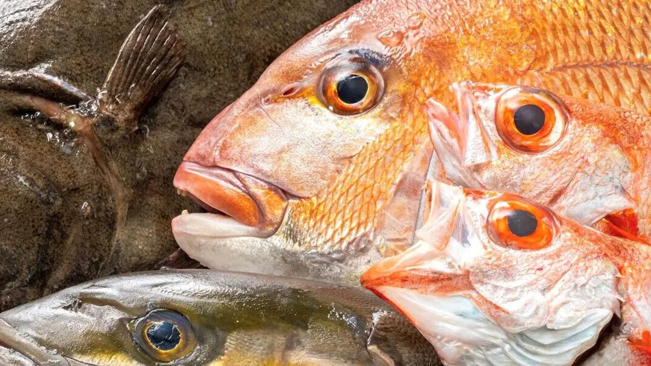 Seaside Ryokan Ikkyu