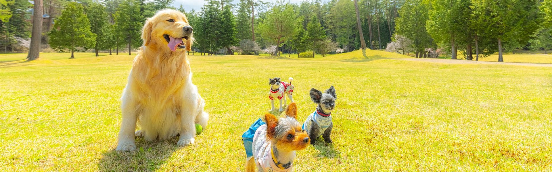 21年最新 山梨でペットと泊まれる宿ランキング 一休 Com