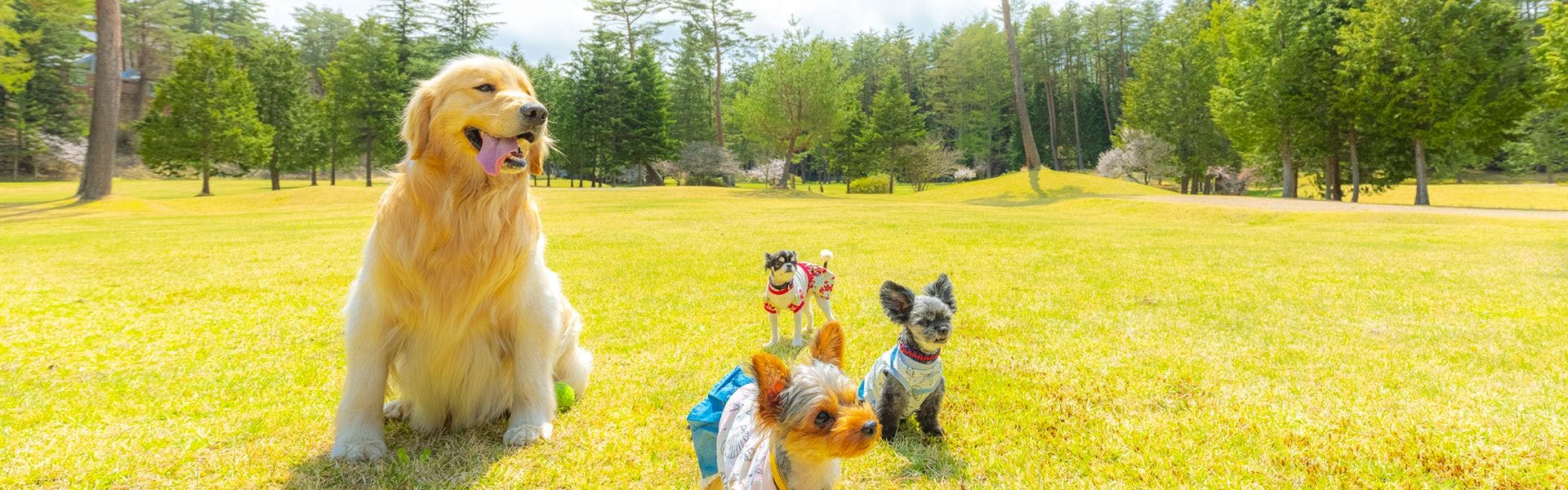 フォレストヴィレッジ