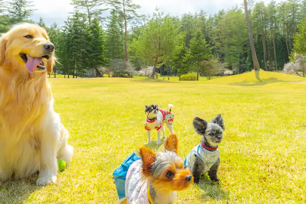 พื้นที่พาสุนัขเดินเล่น