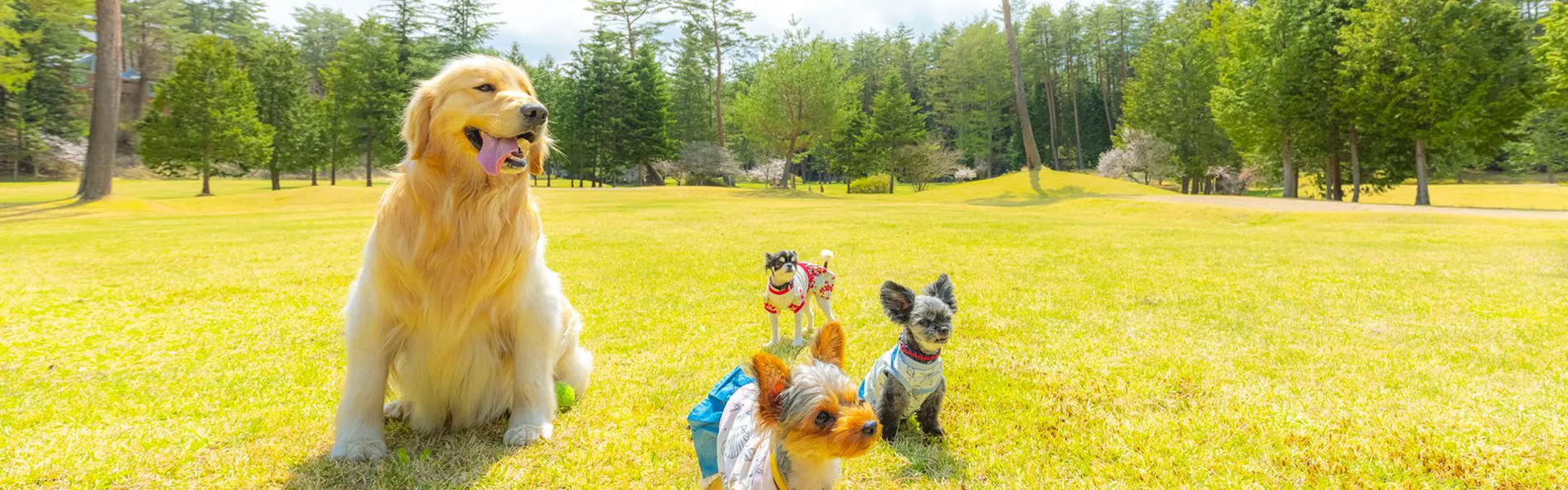 フォレストヴィレッジ