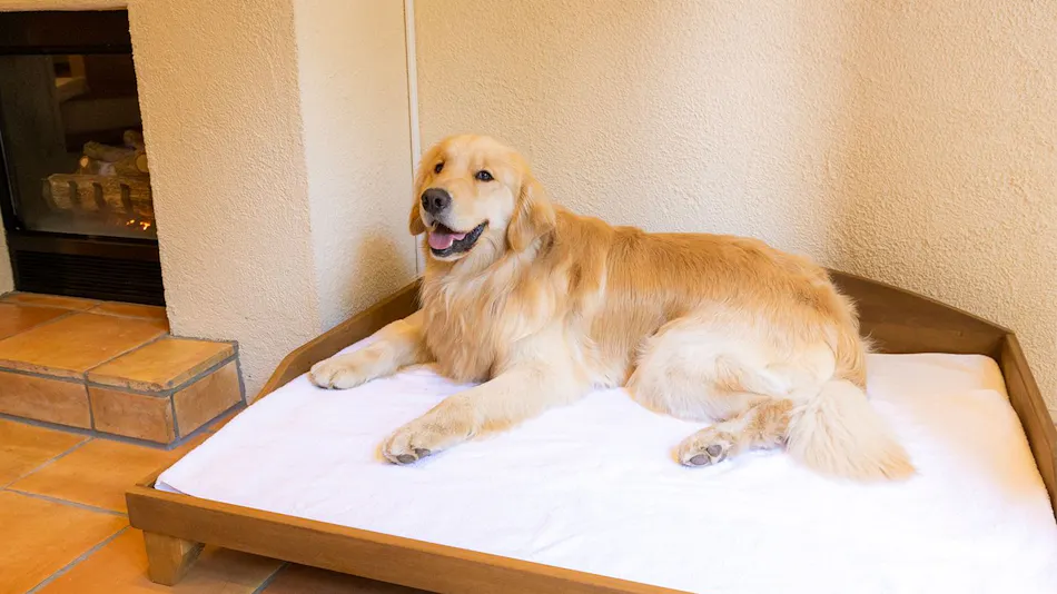 Forest Village