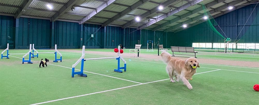 สนามวิ่งสุนัขในร่ม