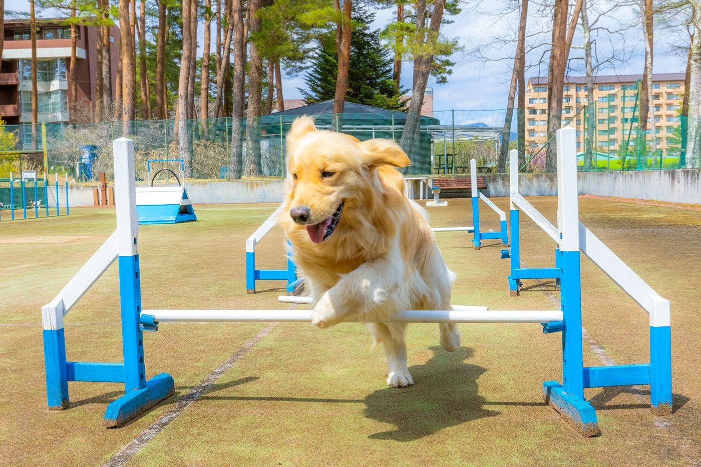 フォレストヴィレッジ