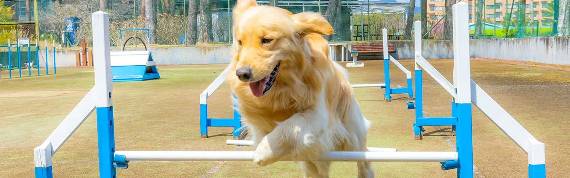 フォレストヴィレッジ