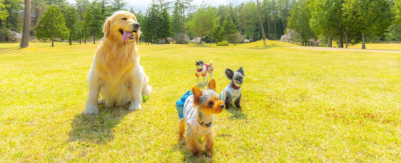 フォレストヴィレッジ