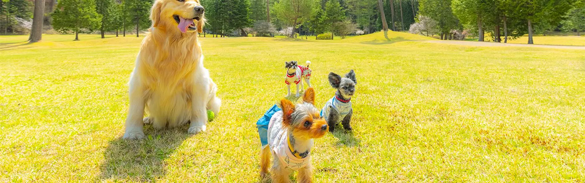 フォレストヴィレッジ