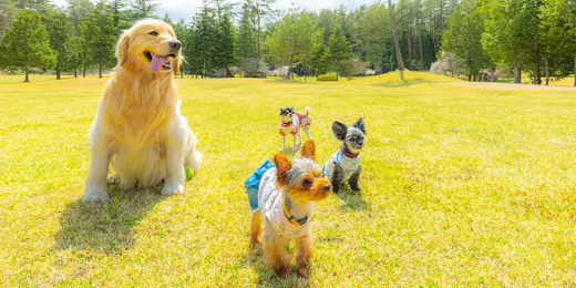 フォレストヴィレッジ