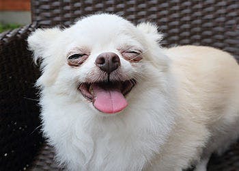 千葉県で愛犬のペットと泊まれる宿22選 Iisentaku