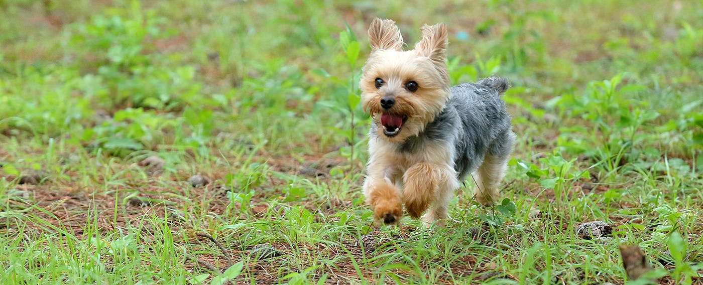 可與愛犬放鬆的住宿