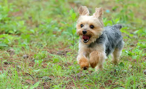 22年最新 関東 ペットと泊まれる宿ランキング 一休 Com 22年最新 関東 ペットと泊まれる宿ランキング 一休 Com