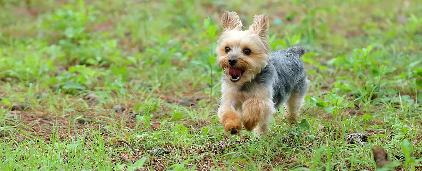 可與愛犬放鬆的住宿