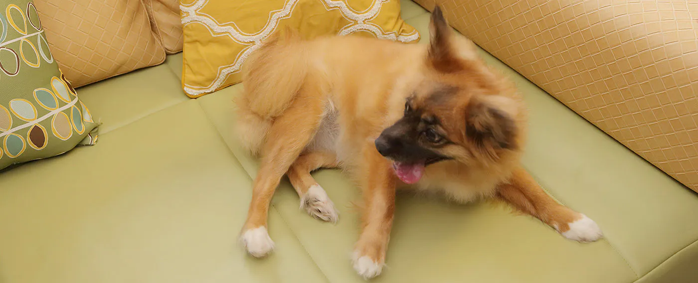 可與愛犬放鬆的住宿